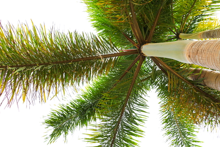 palm tree  on white background bottom view.