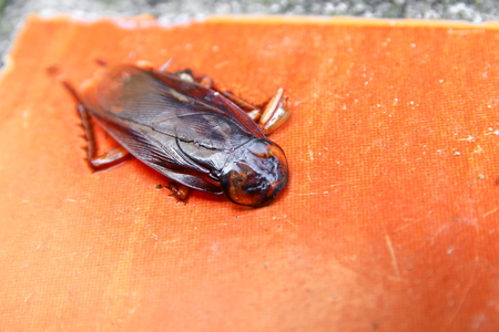 cockroach dead close-up on the floor background