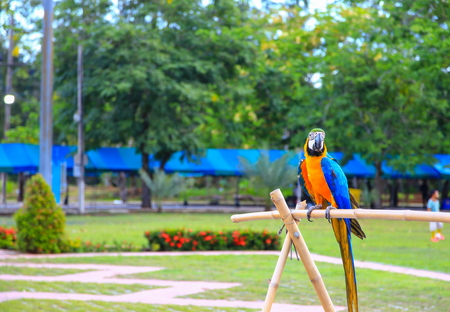 macaw parrot, blue - orange colorful beautiful in public park select focus with shallow depth of field.の写真素材