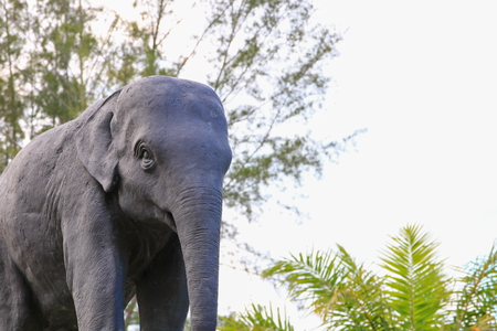 elephant statues in Thai temple public parkの写真素材