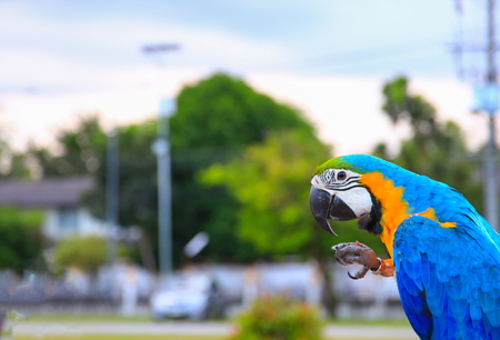 macaw parrot, blue - orange colorful beautiful in public park select focus with shallow depth of field.の写真素材
