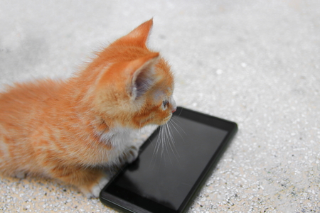 kitten orange-red small, a cat with cell phone black on table polished stone Select focus with shallow depth of fieldの写真素材