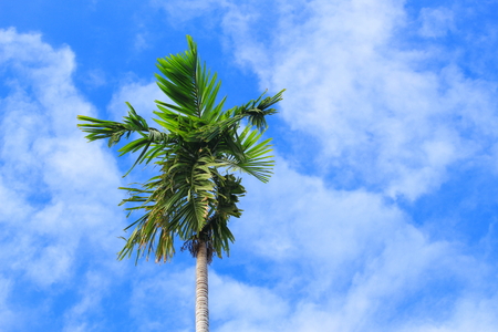 palm tree on sky background bottom view.