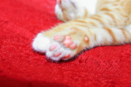 cat orange. kitten showing pink paw on red backgroundの写真素材
