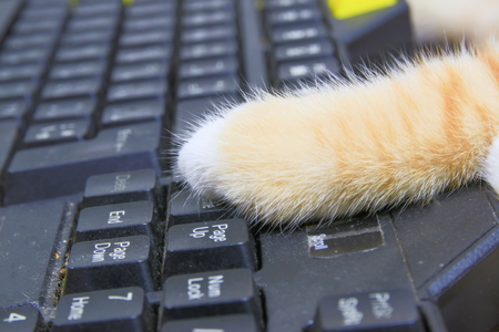 kitten paw on Keyboard computer.  cat orange  concept business in the use of technologyの写真素材