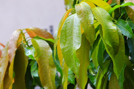 rain water  drops on a green leaf mango in the gardenの写真素材