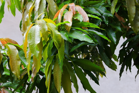 rain water  drops on a green leaf mango in the gardenの写真素材
