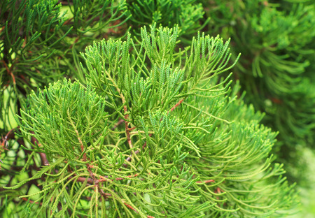 Chinese Arborvitae, Leaves of pine tree select focus with shallow depth of field (Scientific Name...