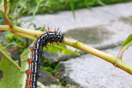 caterpillar worm black and white striped Walking on leaf  (Eupterote testacea, Hairy caterpillar) select focus with shallow depth of field.の写真素材