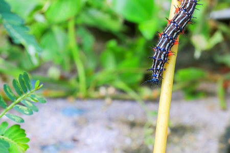 caterpillar worm black and white striped Walking on leaf  (Eupterote testacea, Hairy caterpillar) select focus with shallow depth of field.の写真素材