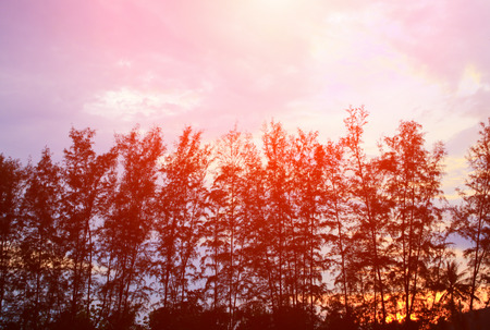 silhouette of pine tree and branch at sunset light yellow - orange in sky beautiful landscape on...