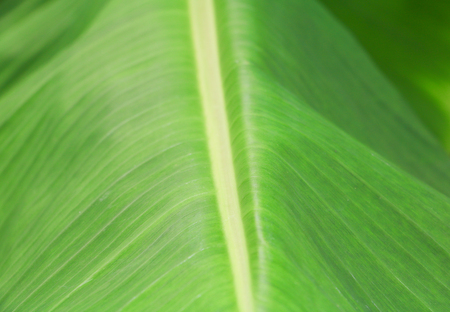 blur of banana leaf texture for background in natureの写真素材