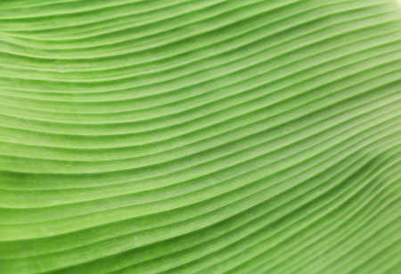 banana leaf texture for background in nature select focus with shallow depth of fieldの写真素材