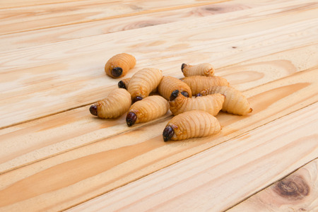 Red palm weevil on the wooden floor background(Rhynchophorus ferrugineus) Larvae of insects Selective focus with shallow depth of fieldの写真素材