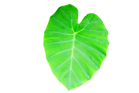 Caladium green leaf texture background isolated on white background and clipping path with copy space add text 
( Colocasia esculenta (L.) Schott ARACEAE )の写真素材