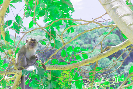 monkey sit on the tree lives in a natural forest with copy space add text