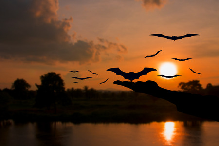 hand devil liberate bat with silhouettes and water reflect Before sunset in Halloween day Concept...