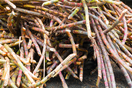sugar cane fresh in nature with copy space add textの写真素材