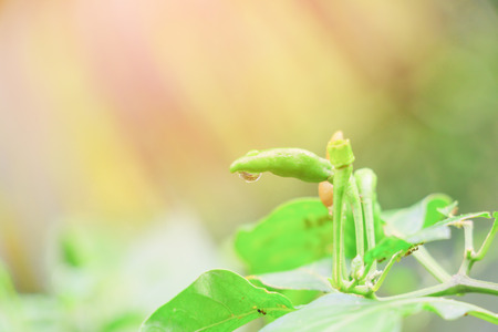 green chilli plant And drop of water on tree select focus with shallow depth of field