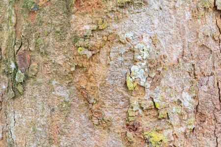 tree bark texture pattern. wood rind for background with copy space add text