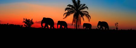 panorama silhouette elephant herd animals wildlife walking in twilight sunset beautiful background. with copy space add textの写真素材