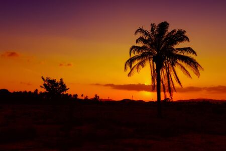 sunset in sky and silhouette coconut tree beautiful colorful landscape countryside twilight time art of natureの写真素材