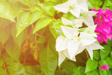 bougainvillea flower white with green leaves beautiful in the garden. with copy space add textの写真素材