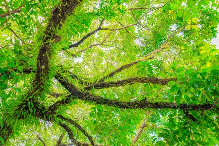 branch and leaf of tree beautiful in the forest background bottom view. concept world environment...