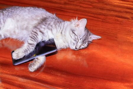 cat striped white - grey sleep. after used with mobile phone On wooden floor. concept business Communication high technologyの写真素材