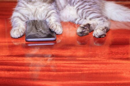 paw cat striped white - grey used with mobile phone On wooden floor. concept business Communication high technologyの写真素材