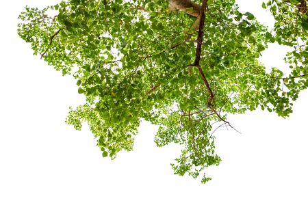 Close up tree environment in forest green leaves and branch beautiful on white background.の写真素材