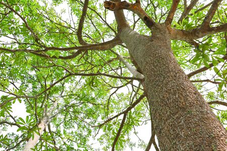 tree green leaf and branches in forest environment concept isolated on white background. shot from belowの写真素材