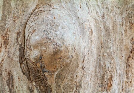 tree trunk nature. bark texture pattern wood for background image horizontal