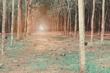 rubber tree row agriculture in the garden. Vintage color Toneの写真素材