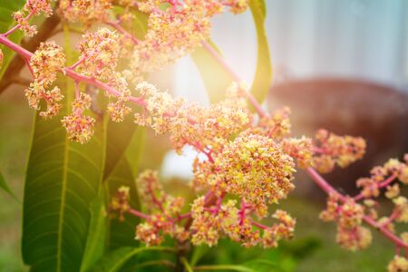 Close up Mango flower blooming at summer garden agricultureの写真素材