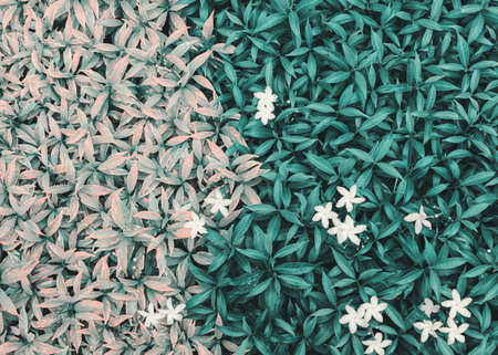 green dark leaves with above white flowers 
nature backgroundの写真素材