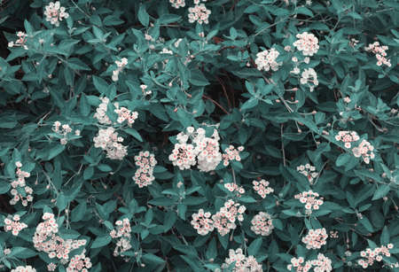 green leaves background and above lantana camara white flowersの写真素材