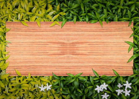 green and yellow leaves with above Wooden sheet nature backgroundの写真素材