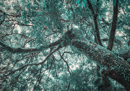 close up tree rainforest beautiful on white backgroundの写真素材