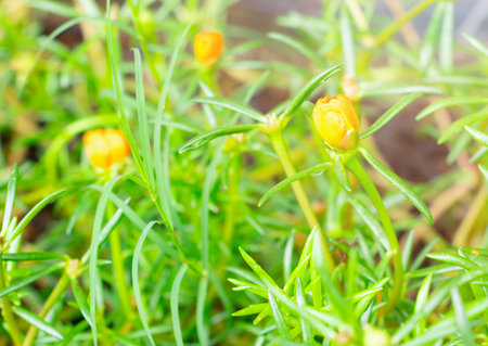 close up Portulaca oleracea yellow flowerの写真素材
