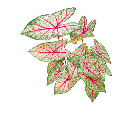 Caladium bicolor leaf plant Colorful beautiful isolated on white backgroundの写真素材