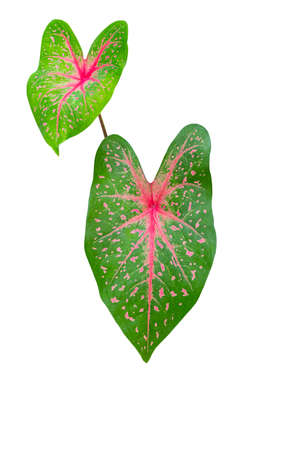 Caladium bicolor leaf plant Colorful beautiful isolated on white backgroundの写真素材