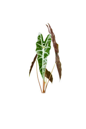 Alocasia Polly Amazonica Sanderiana isolated white backgroundの写真素材