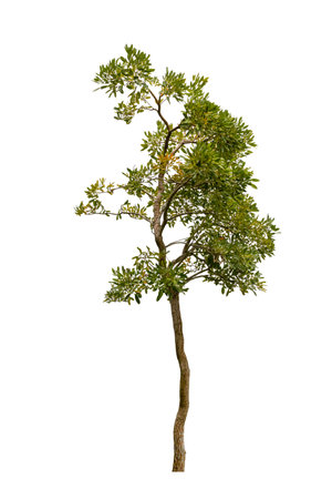 tree green and leaf beautiful isolated on white backgroundの写真素材