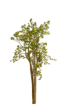 tree green and leaf beautiful isolated on white backgroundの写真素材
