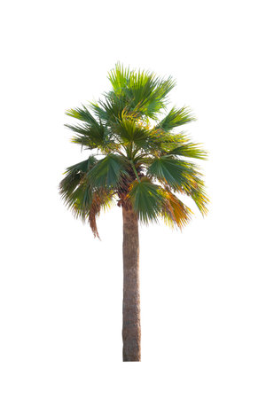 Washingtonia robusta palm tree Ornamental plants beautiful isolated on white backgroundの写真素材
