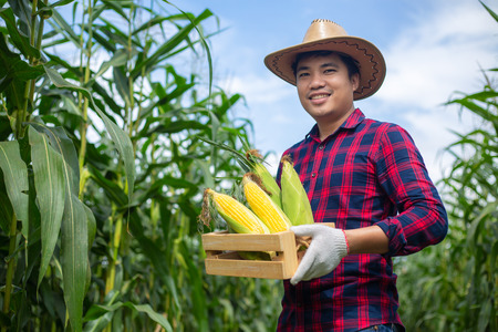 Asian farmers hold corn stored in wooden boxes in corn fields to check the quality of corn.の写真素材