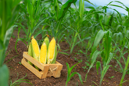 Fresh corn in a wooden box on a plowed corn plant.の写真素材