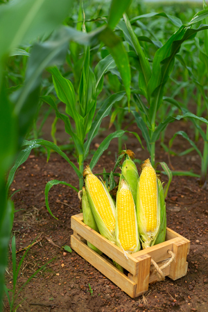 Fresh corn in a wooden box on a plowed corn plant.の写真素材