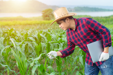 Farmer checks the quality of corn in his farm with a quality control program of corn with a computer.の写真素材